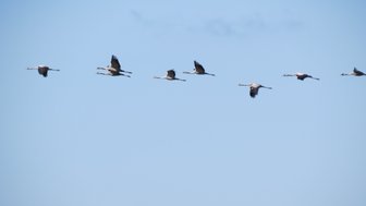 Sechs Kraniche fliegen elegant in einer Reihe über den klaren blauen Himmel, ihre Flügel weit ausgebreitet.