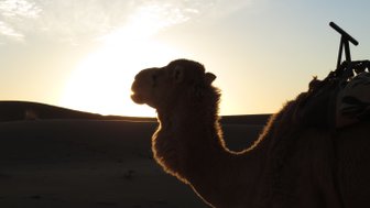 Kamel als dunkle Silhouette vor der untergehenden Sonne in der Wüste – Familienurlaub in Marokko