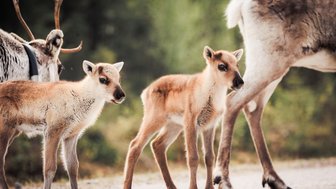 Zwei junge Rentiere stehen neugierig auf einem Weg, während ein älteres Rentier im Hintergrund vorbeigeht.