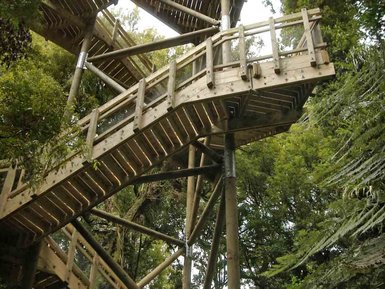 Eine spiralförmige Holzplattform schwingt sich durch üppiges, grünes Laub, umgeben von hohen Bäumen und sanftem Licht.