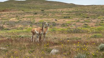 Zwei Lamas stehen in einer blühenden Wiese, umgeben von sanften Hügeln und einer ruhigen, bewölkten Himmel.