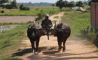Traditioneller Transport mit Ochsenkarren – Kambodscha mit Kindern