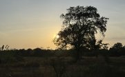 Ein majestätischer Baum steht silhouettenhaft vor einem sanften Sonnenuntergang in der Natur Sri Lankas.