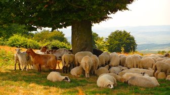 Eine Gruppe von Schafen und Ziegen versammelt sich unter einem großen Baum auf einer grünen Wiese in der Natur.