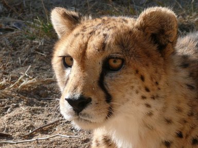 Ein Gepard schaut aufmerksam in die Ferne - Namibia Rundreise mit Kindern