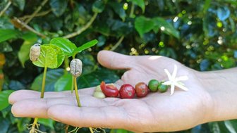Eine Hand hält verschiedene Kaffeebohnensorten, die von unreif bis reif reichen, umgeben von grünen Kaffeeblättern.