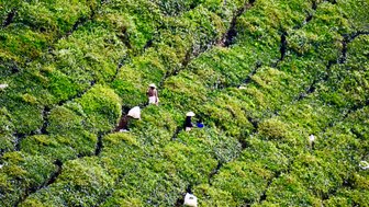 Geordnete Reihen von Teebüschen formen ein faszinierendes Muster in der Hügellandschaft der Cameron Highlands – Malaysia & Borneo Reise mit Kindern