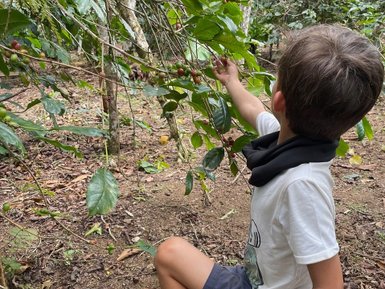 Kind erntet Kaffeebohnen auf einer Plantage – Indonesien Reise mit Kindern