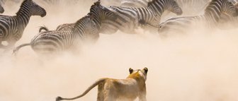 Eine Löwin jagt eine Herde von Zebras durch eine staubige Savanne, während die Tiere in Panik fliehen.