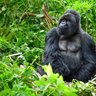 Ein majestätischer Gorilla sitzt inmitten üppiger, grüner Vegetation und blickt nachdenklich in die Ferne.