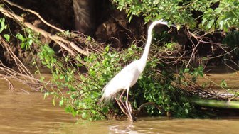 Ein Silberreiher steht elegant auf der Wasseroberfläche im Morgenlicht – Malaysia & Borneo Familienreise