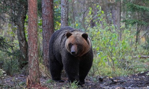 Ein großer Braunbär steht majestätisch im Wald, umgeben von grünen Pflanzen und hohen Bäumen.