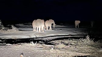 In der Dunkelheit sind mehrere Elefanten zu sehen, die sich langsam über eine trockene, unebene Landschaft bewegen.