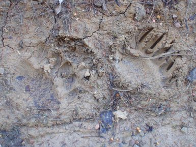 Im Matsch sind deutlich zwei Fußabdrücke zu sehen, umgeben von trockenen Blättern und kleinen Steinen.