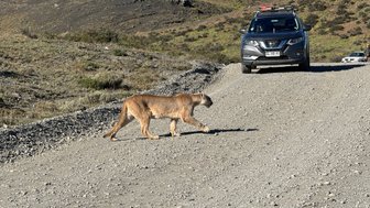 Ein Puma schreitet über einen Schotterweg in einer bergigen Landschaft, während ein Auto in der Nähe steht.