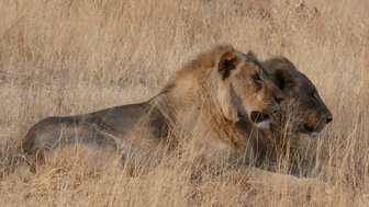 Zwei Löwen blicken aufmerksam in die Ferne - Namibia Rundreise mit Kindern