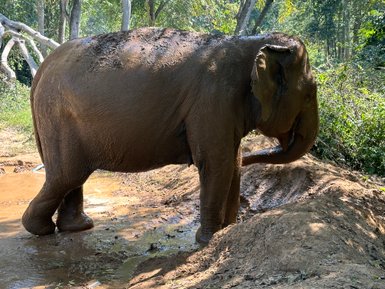 Schlammiges Elefant spielt im Wasser – Thailand Reise mit Kindern