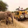 Elefant steht neben Jeep auf Safari - Tansania Safari mit Kindern