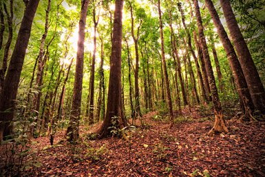 Ein dichter, grüner Wald mit hohen Bäumen, deren Blätter das Sonnenlicht filtern und den Boden mit Schatten bedecken.