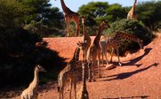 Eine Gruppe von Giraffen steht auf einem roten Erdhügel, umgeben von Bäumen und einem klaren blauen Himmel.