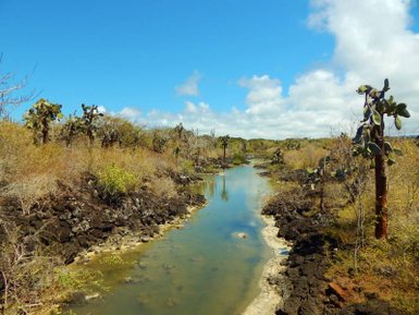 Ein ruhiger Wasserlauf schlängelt sich durch eine trockene Landschaft mit Kakteen und vulkanischem Gestein unter einem blauen Himmel.