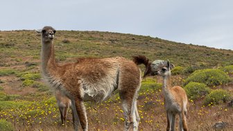 Eine Gruppe von Lamas steht in einer blühenden Landschaft mit sanften Hügeln im Hintergrund.
