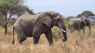 Elefanten wandern gemeinsam durch die sonnengetrocknete Savanne – Tansania Reise mit Kindern