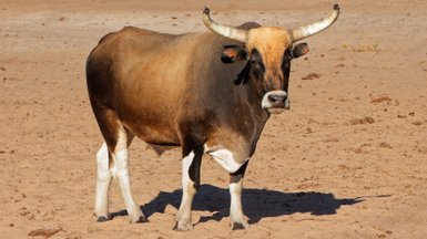 Ein Stier steht auf sandigem Boden - Namibia Familienurlaub