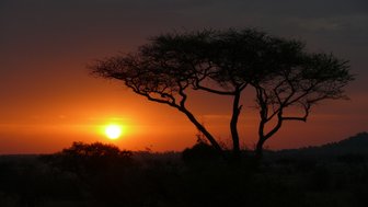 Silhouette eines Baumes vor dem roten Himmel bei Sonnenuntergang – Tansania Reise mit Kindern