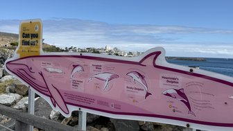 Ein Informationsschild über Meereslebewesen zeigt verschiedene Wal- und Delfinarten am Wasser in Kapstadt.