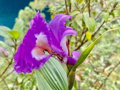 Nahaufnahme einer lilafarbenen Dschungelblume im Regenwald von Lacandona – Mexiko Familienreise