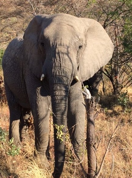 Ein majestätischer Elefant steht in der Wildnis, umgeben von trockener Vegetation und Bäumen, mit einem eindrucksvollen Blick.