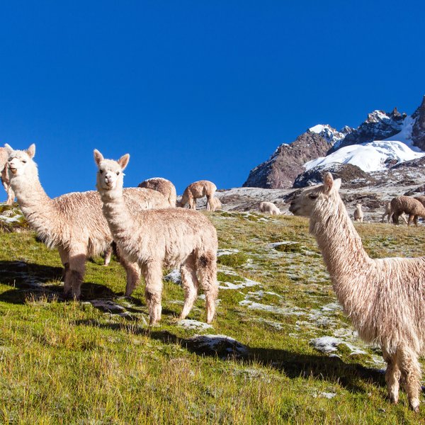 Eine Gruppe von Alpakas grast friedlich auf einer grünen Wiese, umgeben von schneebedeckten Bergen und klarem blauen Himmel.
