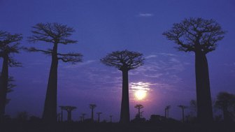 Silhouetten von Baobab-Bäumen vor einem tiefblauen Himmel, während die Sonne am Horizont aufgeht und die Wolken erleuchtet.