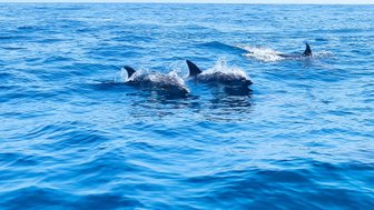 Drei Delfine schwimmen fröhlich in den klaren blauen Gewässern, während sie sanfte Wellen erzeugen.