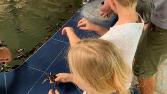 Kinder begegnen kleinen Schildkröten in der Aufzuchtstation von Bentota – Sri Lanka Reise mit Kindern