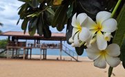 Weiß-gelbe Frangipani-Blüten und Strand - Sri Lanka Summer Family & Teens - Sri Lanka mit Jugendlichen im Sommer