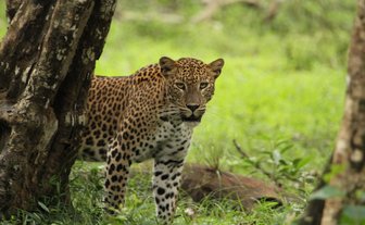 Ein Leopard durchstreift wachsam die Graslandschaft – Sri Lanka Reise mit Kindern