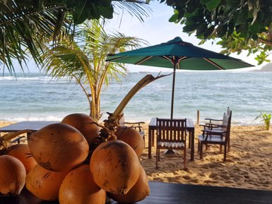 Frische Kokosnüsse auf einem Tisch mit Ausblick auf den tropischen Strand – Sri Lanka Familienreise