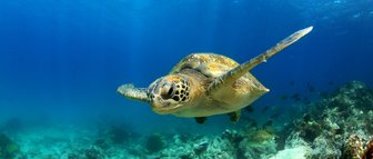 Eine Meeresschildkröte schwimmt majestätisch durch das klare, blaue Wasser des Ozeans, umgeben von bunten Fischen.