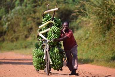 Ein fröhlicher Mann schiebt ein Fahrrad, das mit frischen Bananen beladen ist, auf einem staubigen Weg.
