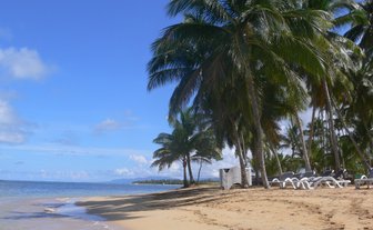 Ein sonniger Strand in der Dominikanischen Republik, umgeben von hohen Palmen und einem klaren blauen Himmel.
