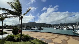 Eine Palmenreihe im Vordergrund beugt sich im Wind, während Boote im Hafen hinter einer glitzernden Wasseroberfläche liegen.