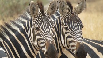 Zebras stehen friedlich nebeneinander in der Savanne – Tansania Familienreise