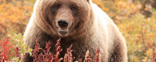 Braunbär in Natur - Westkanada mit Kindern