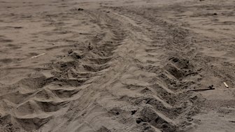Spuren von Schildkröten im Sand am Strand des Tortuguero Nationalparks – Costa Rica Reise mit Kindern