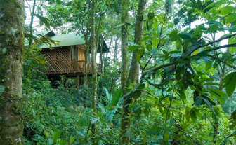 Baumhaus im La Tigra Rainforest umgeben von üppiger Natur