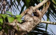 Faultier hängt in Baum - Costa Rica Family & Teens - Costa Rica mit Kindern und Jugendlichen