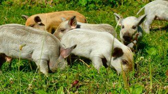 Sechs kleine Ferkel grasen fröhlich auf einer grünen Wiese, umgeben von frischen Pflanzen und Blumen.
