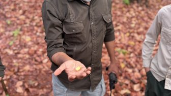 Ein Mann hält eine gelbe Frucht in seiner Hand, während er in einem herbstlichen Wald steht, umgeben von buntem Laub.